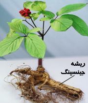 جینسینگ و خواص آن