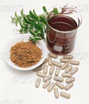 گیاه دارویی جینگو بیلوبا  (Ginkgo Biloba)