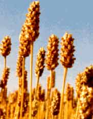 گیاه " اسفرزه " کلسترول خون را کاهش می‌دهد