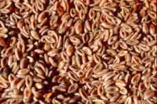 گیاه " اسفرزه " کلسترول خون را کاهش می‌دهد