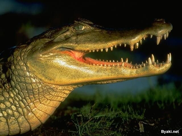 تصاویر بسیار زیبا از حیوانات