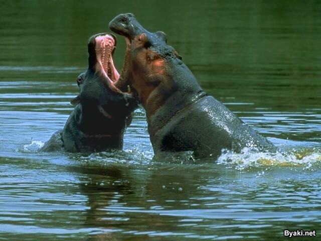 تصاویر بسیار زیبا از حیوانات