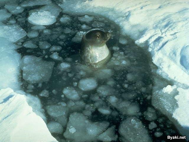 تصاویر بسیار زیبا از حیوانات