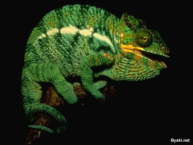 تصاویر بسیار زیبا از حیوانات