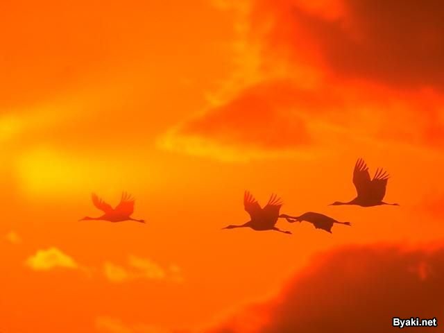 تصاویر بسیار زیبا از حیوانات