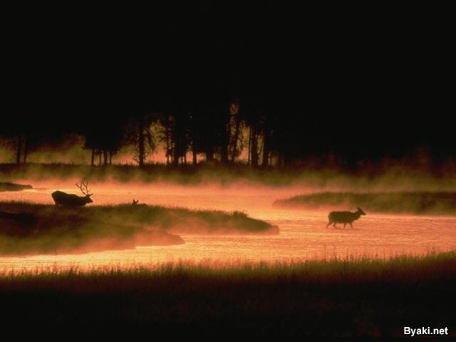 تصاویر بسیار زیبا از حیوانات