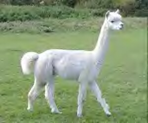 7 حيوان عجيب دنيا 7 حيوان عجيب دنيا