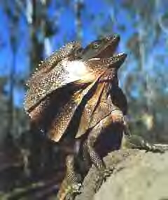 7 حيوان عجيب دنيا 7 حيوان عجيب دنيا