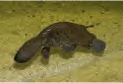 7 حيوان عجيب دنيا 7 حيوان عجيب دنيا