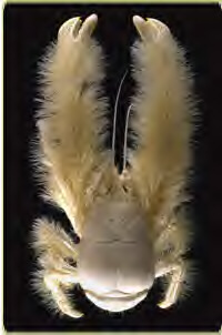 7 حيوان عجيب دنيا 7 حيوان عجيب دنيا