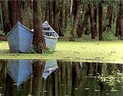 آشنایی با خواص گیاه آزولا