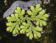 آشنایی با خواص گیاه آزولا