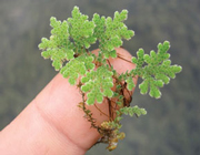 آشنایی با خواص گیاه آزولا