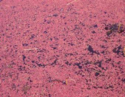 آشنایی با خواص گیاه آزولا