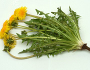 گياه قاصدک براي درمان سنگ کليه و کيسه صفرا