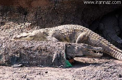 به این میگن فکر بکر ولی جدا خیلی ترسناکه!!