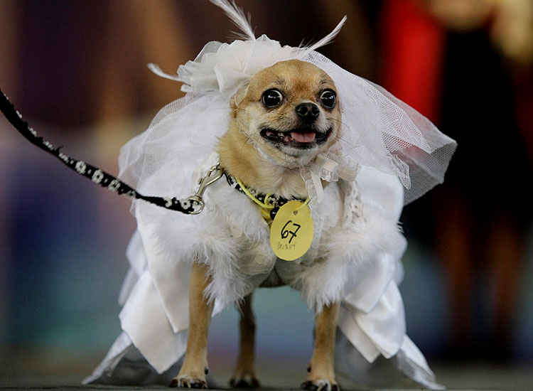 مدل های خنده دار از حیوانات