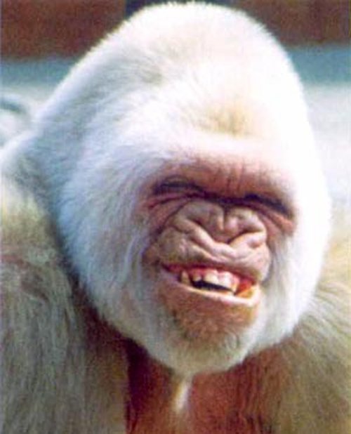 مدل های خنده دار از حیوانات