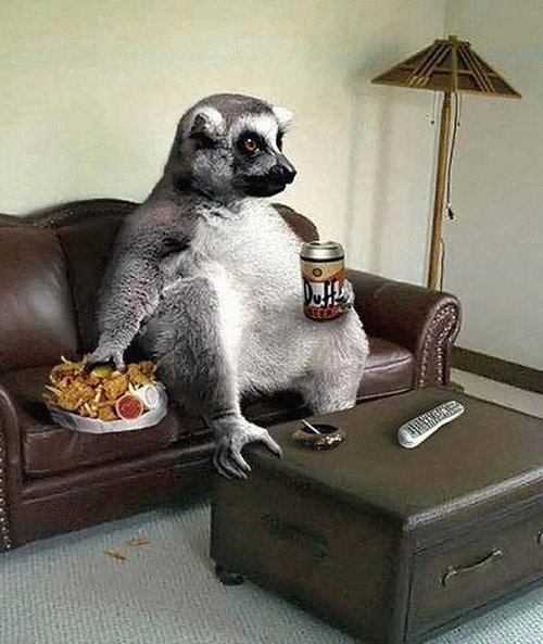 مدل های خنده دار از حیوانات