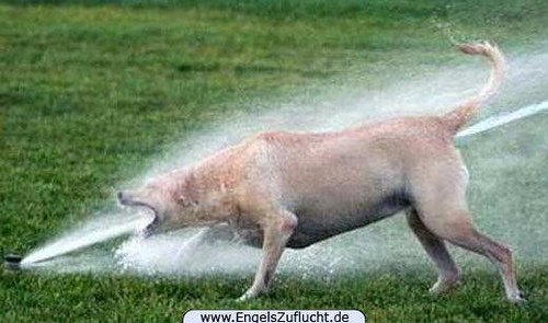 مدل های خنده دار از حیوانات