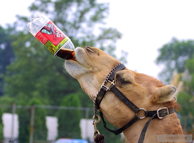 مدل های خنده دار از حیوانات