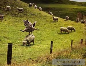 مدل های خنده دار از حیوانات