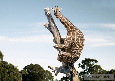 مدل های خنده دار از حیوانات