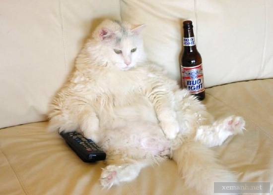 مدل های خنده دار از حیوانات