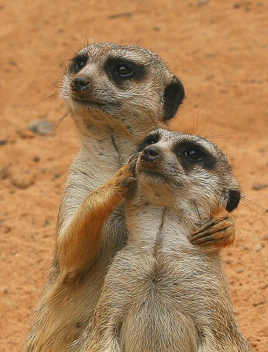 مدل های خنده دار از حیوانات