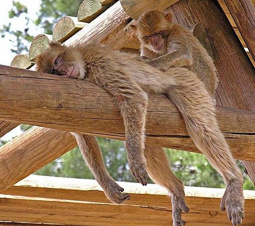 مدل های خنده دار از حیوانات