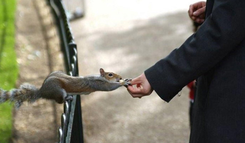 مدل های خنده دار از حیوانات