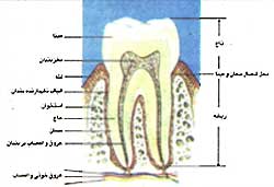 ساختمان دندان