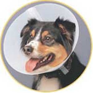 جلو گيري از خوردن اجسام