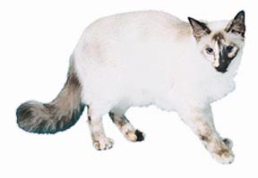 گربهء بالینس (Balinese cat)