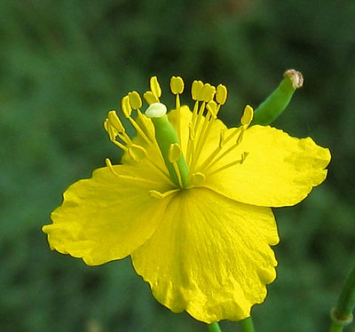 مامیران کبیر