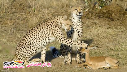 آخرالزمان شده، حتی حیوانات هم قاطی کرده‌اند!! (عکس)