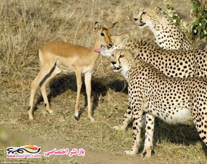 آخرالزمان شده، حتی حیوانات هم قاطی کرده‌اند!! (عکس)