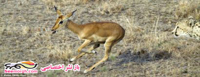 آخرالزمان شده، حتی حیوانات هم قاطی کرده‌اند!! (عکس)