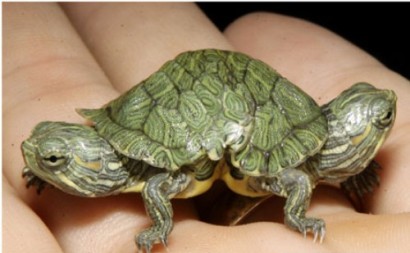 تصاويری از شگفتی هاي باورنكردنی خلقت؛ حيوانات بهم چسبيده!!(2) تصاويری از شگفتی هاي باورنكردنی خلقت؛ حيوانات بهم چسبيده!!(2)