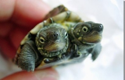 تصاويری از شگفتی هاي باورنكردنی خلقت؛ حيوانات بهم چسبيده!!(2) تصاويری از شگفتی هاي باورنكردنی خلقت؛ حيوانات بهم چسبيده!!(2)