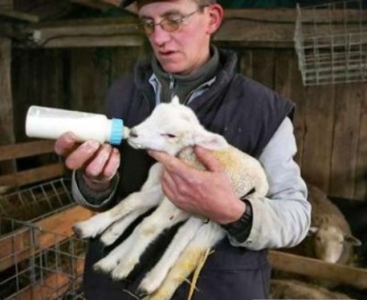 تصاويری از شگفتی هاي باورنكردنی خلقت؛ حيوانات بهم چسبيده!!(2) تصاويری از شگفتی هاي باورنكردنی خلقت؛ حيوانات بهم چسبيده!!(2)