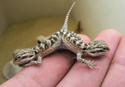 تصاويری از شگفتی هاي باورنكردنی خلقت؛ حيوانات بهم چسبيده!!(2) تصاويری از شگفتی هاي باورنكردنی خلقت؛ حيوانات بهم چسبيده!!(2)