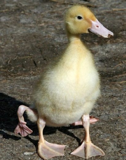 تصاويری از شگفتی هاي باورنكردنی خلقت؛ حيوانات بهم چسبيده!!(2) تصاويری از شگفتی هاي باورنكردنی خلقت؛ حيوانات بهم چسبيده!!(2)