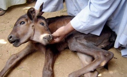 تصاويری از شگفتی هاي باورنكردنی خلقت؛ حيوانات بهم چسبيده!!(2) تصاويری از شگفتی هاي باورنكردنی خلقت؛ حيوانات بهم چسبيده!!(2)