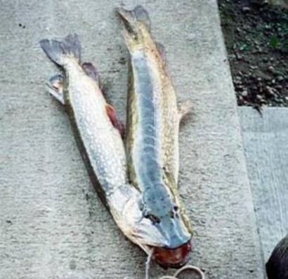 تصاويری از شگفتی هاي باورنكردنی خلقت؛ حيوانات بهم چسبيده!!(2) تصاويری از شگفتی هاي باورنكردنی خلقت؛ حيوانات بهم چسبيده!!(2)