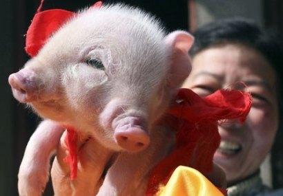 تصاويری از شگفتی هاي باورنكردنی خلقت؛ حيوانات بهم چسبيده!!(2) تصاويری از شگفتی هاي باورنكردنی خلقت؛ حيوانات بهم چسبيده!!(2)