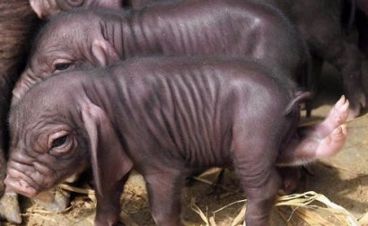 تصاويری از شگفتی هاي باورنكردنی خلقت؛ حيوانات بهم چسبيده!!(2) تصاويری از شگفتی هاي باورنكردنی خلقت؛ حيوانات بهم چسبيده!!(2)