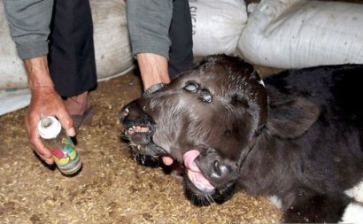 تصاويری از شگفتی هاي باورنكردنی خلقت؛ حيوانات بهم چسبيده!!(2) تصاويری از شگفتی هاي باورنكردنی خلقت؛ حيوانات بهم چسبيده!!(2)