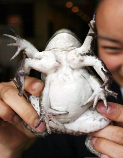 تصاويری از شگفتی هاي باورنكردنی خلقت؛ حيوانات بهم چسبيده!!(2) تصاويری از شگفتی هاي باورنكردنی خلقت؛ حيوانات بهم چسبيده!!(2)