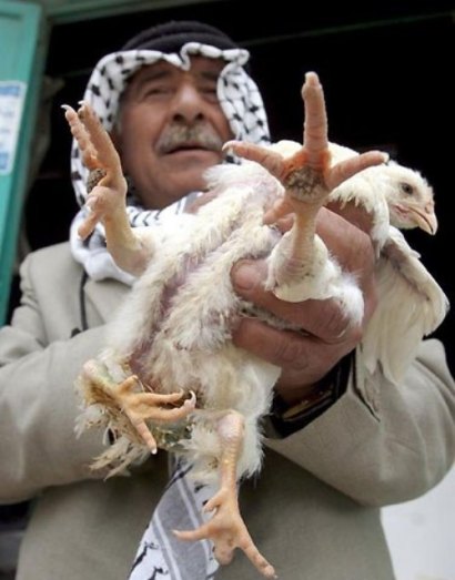 تصاويری از شگفتی هاي باورنكردنی خلقت؛ حيوانات بهم چسبيده!!(2) تصاويری از شگفتی هاي باورنكردنی خلقت؛ حيوانات بهم چسبيده!!(2)